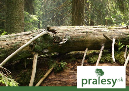 Primeval forests of Slovakia