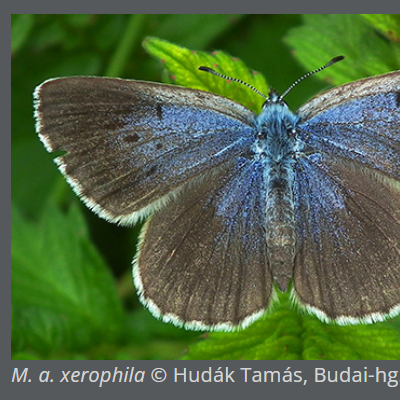 A Budai-hegység dolomittérségeinek nappalilepke-faunája