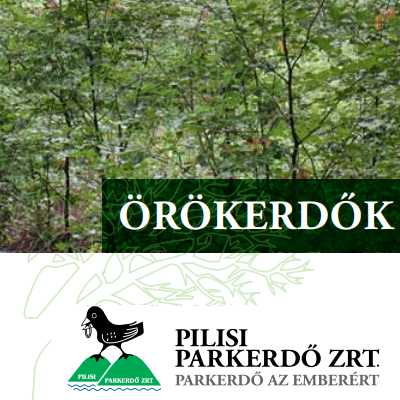 Örökerdők a Pilisi Parkerdőben