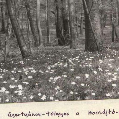 Vegetációtanulmányok a Gerecse hegységben