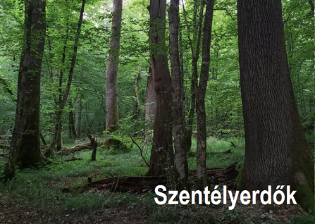 Szentélyerdők - WWF, Gálhidy László