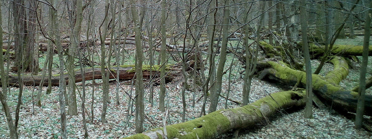 Baktai-erdő Forest Reserve