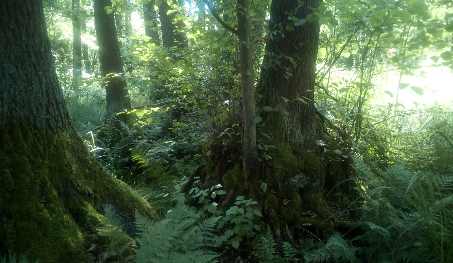 Old-growth alder carr stand.