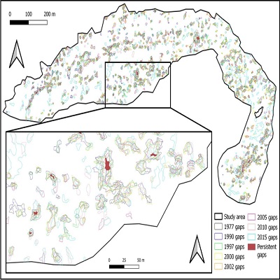 Long-term gap dynamics of Kékes forest reserve