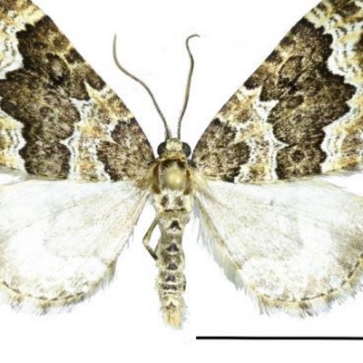Lampropteryx suffumata