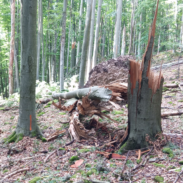 A július 7-i viharkár a Nagy-Sertés-hegy magterületén