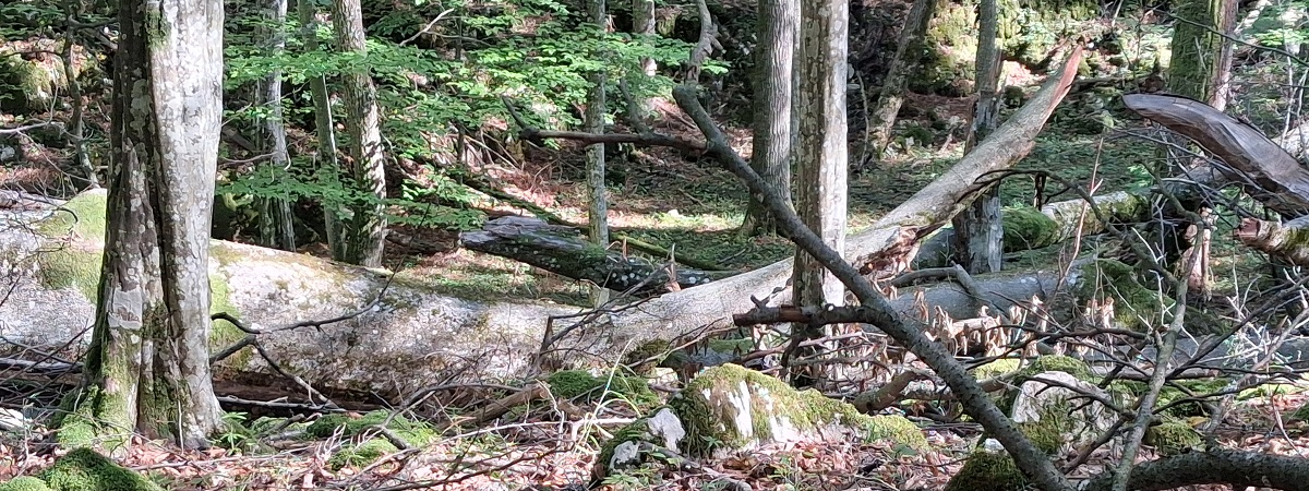 Természetes öregerdő-foltok egyes töbrökben