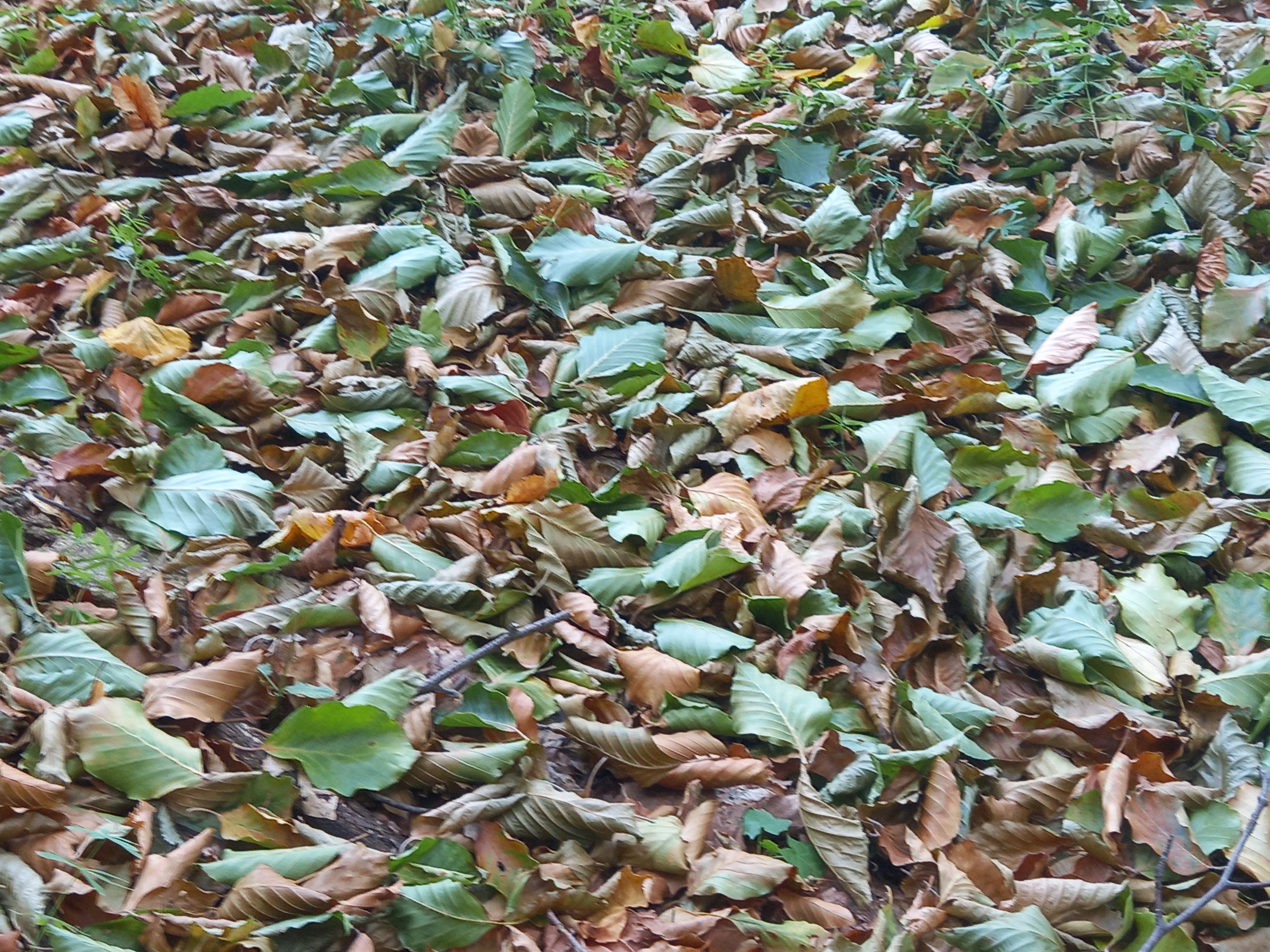 Vastag, idei avartakaró még zöld levelekkel