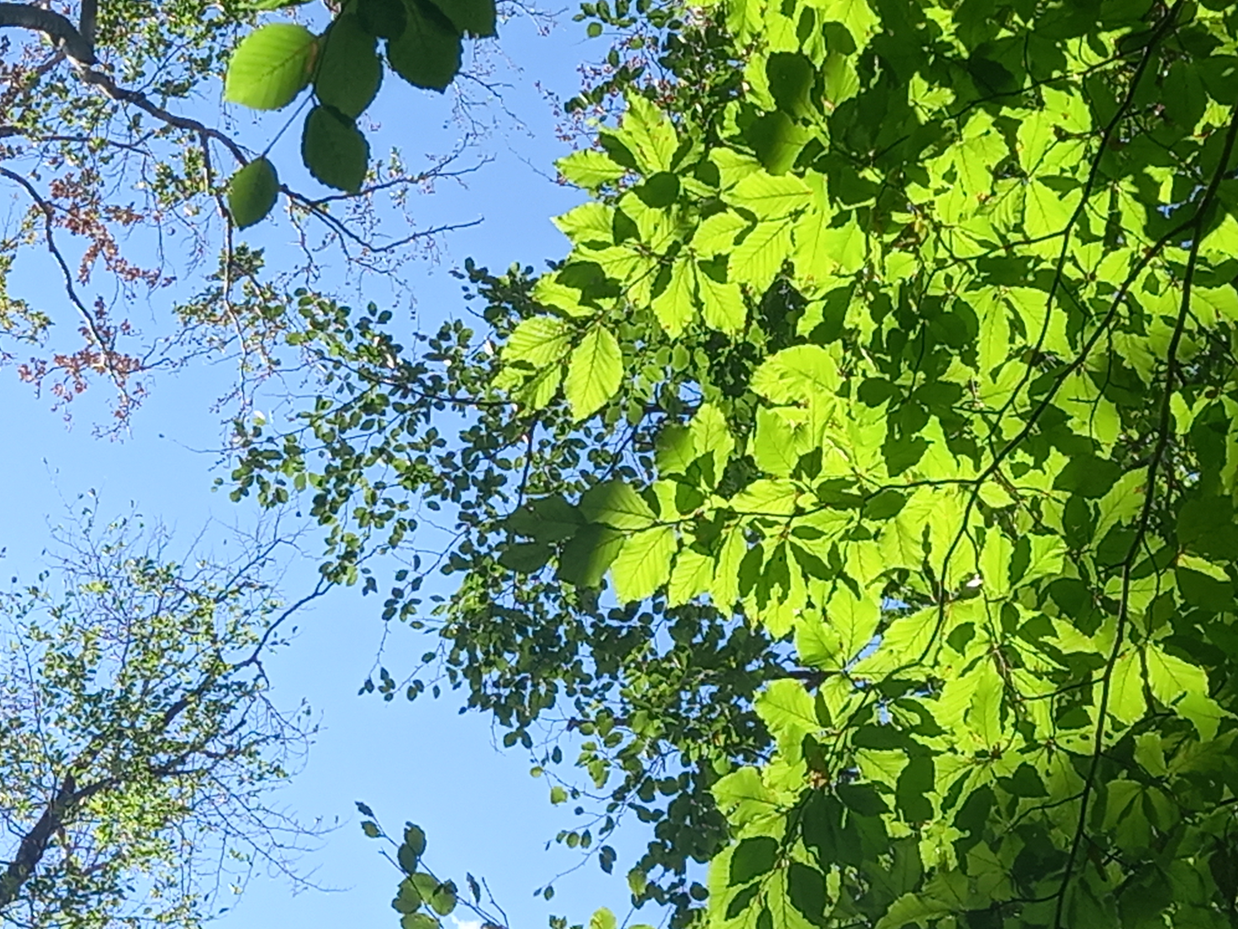 A lombkorona szintjainek állapota mutatja az aszálystressz fokozatait