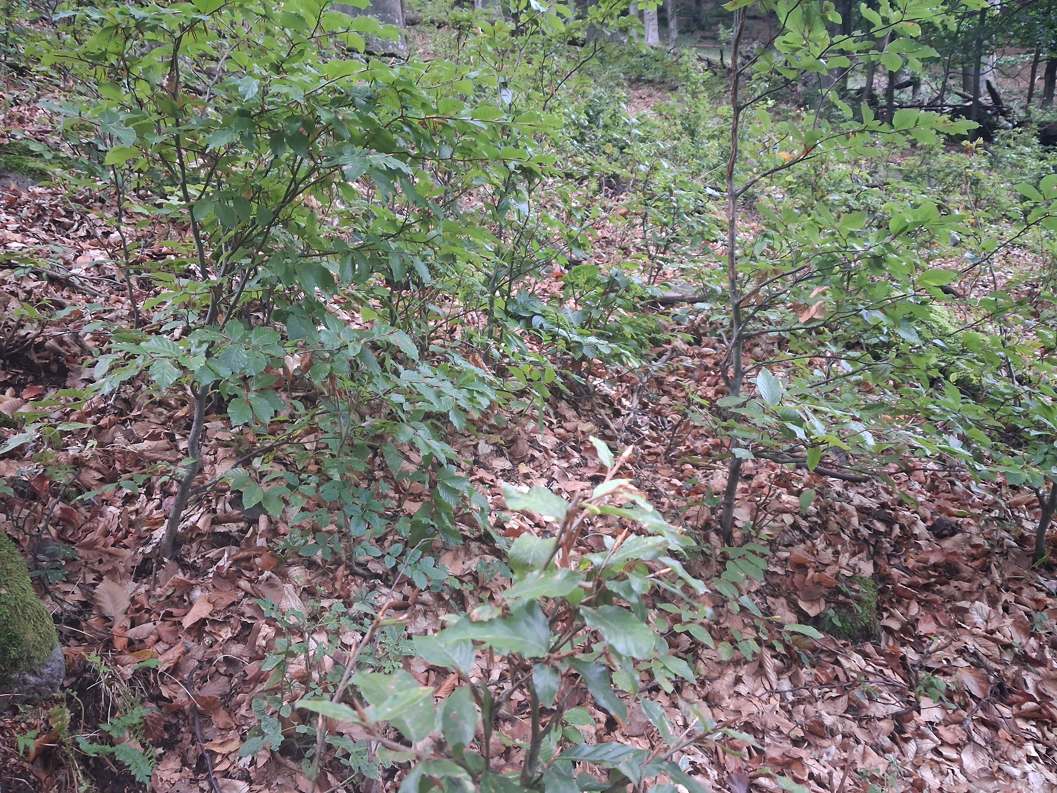 Szarvasrágási zónában ...