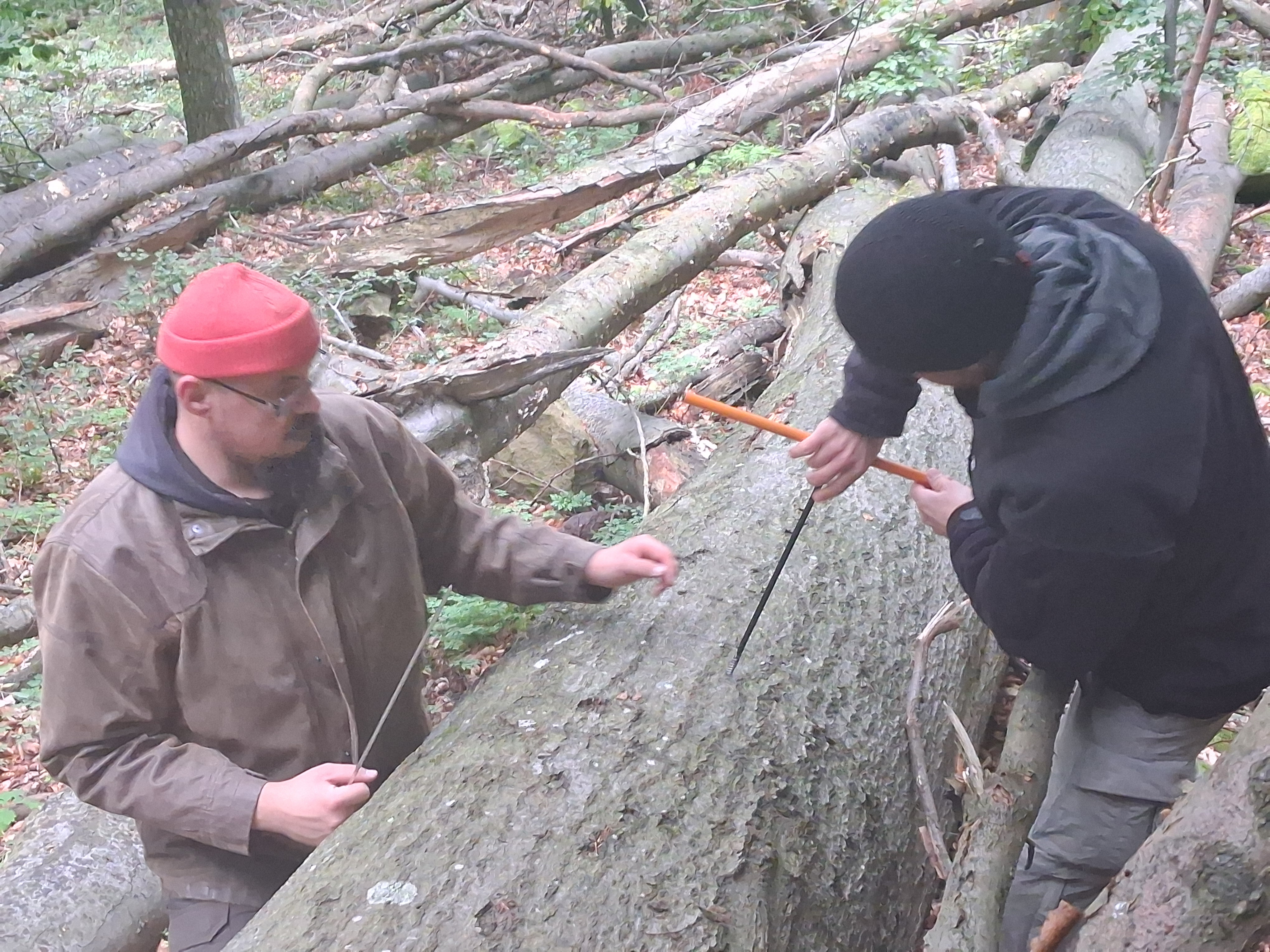 Zsolt egy frissen kidőlt bükköt kezd megfúrni