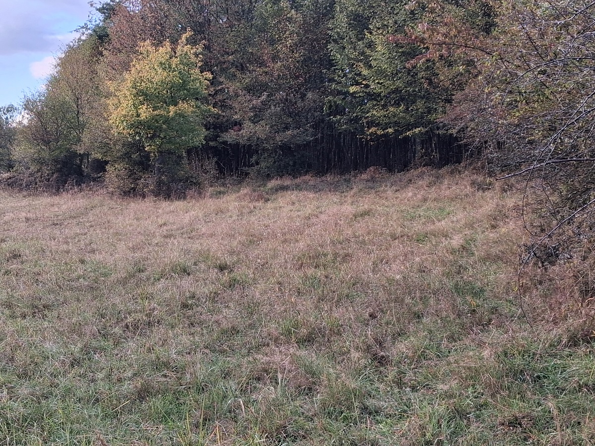 A Szabó-pallag erdőszegélye