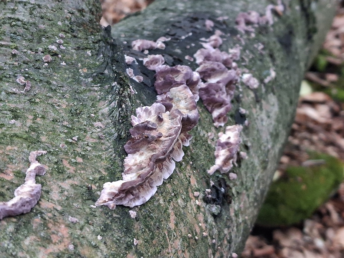 Ezt a gombát még nem ismerjük