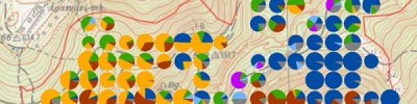 Elegyarány-mintázat