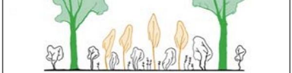 Inváziós lisztharmat hatása