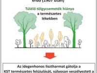 Inváziós lisztharmat hatása
